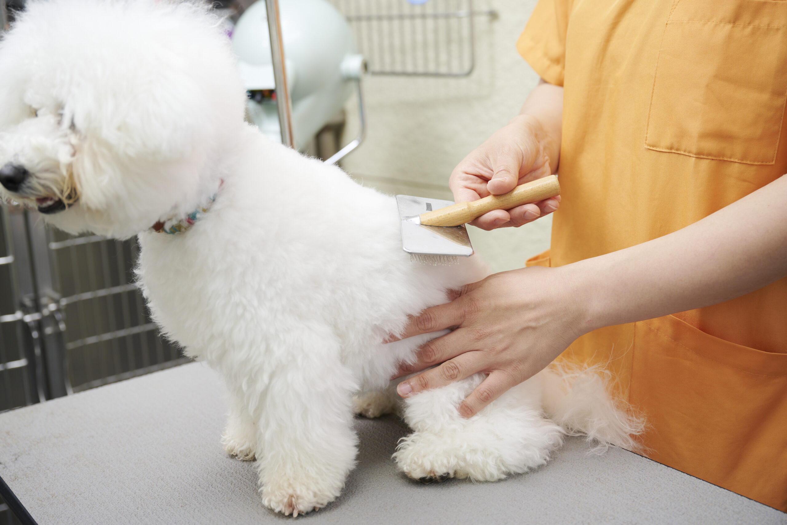 鴨川動物病院photo