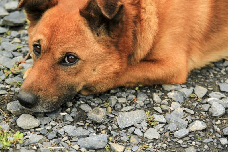 しつけ教室の犬