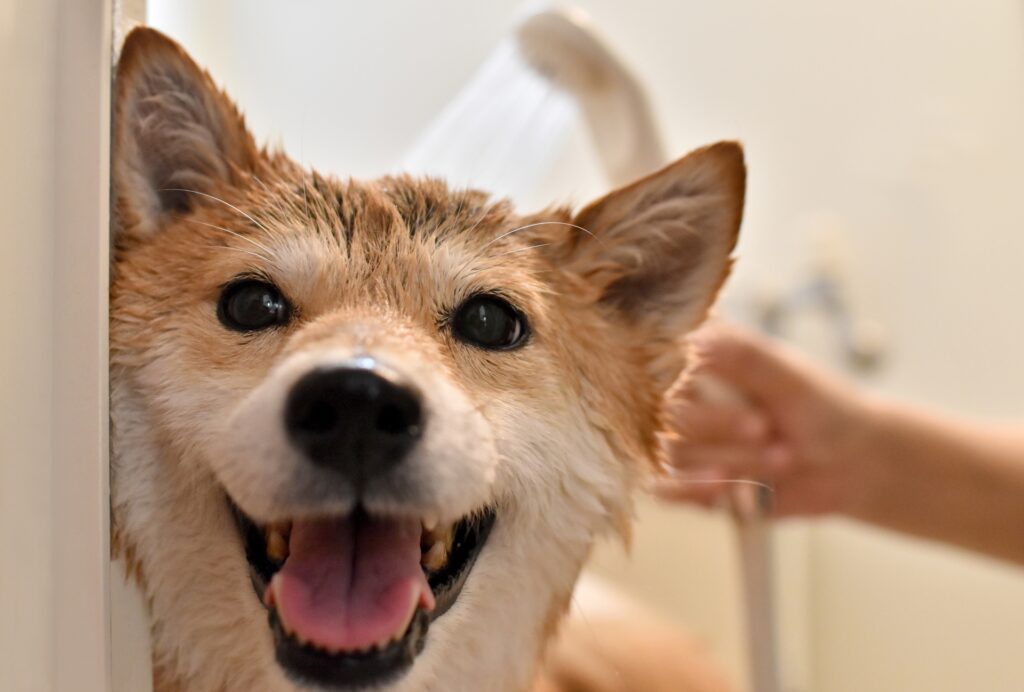 自宅でできる犬の花粉症対策
