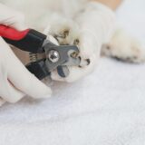 動物病院が爪切りしてくれない理由や対処法、自宅でのケア方法を解説！