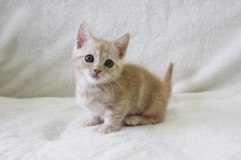 子猫