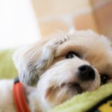 ペットが誤飲したときは動物病院に行くべき？対処法や受診の目安、予防策を解説