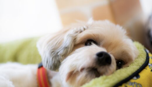 ペットが誤飲したときは動物病院に行くべき？対処法や受診の目安、予防策を解説