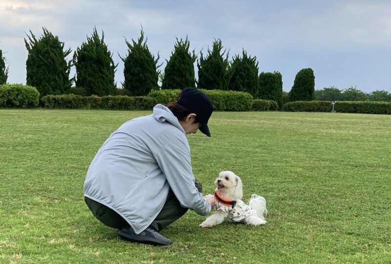 野原で遊ぶ犬