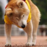 犬が重度の前庭疾患にかかった場合の対処法や重症化を防ぐポイントを解説！