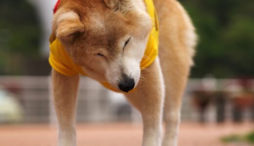 犬が重度の前庭疾患にかかった場合の対処法や重症化を防ぐポイントを解説！
