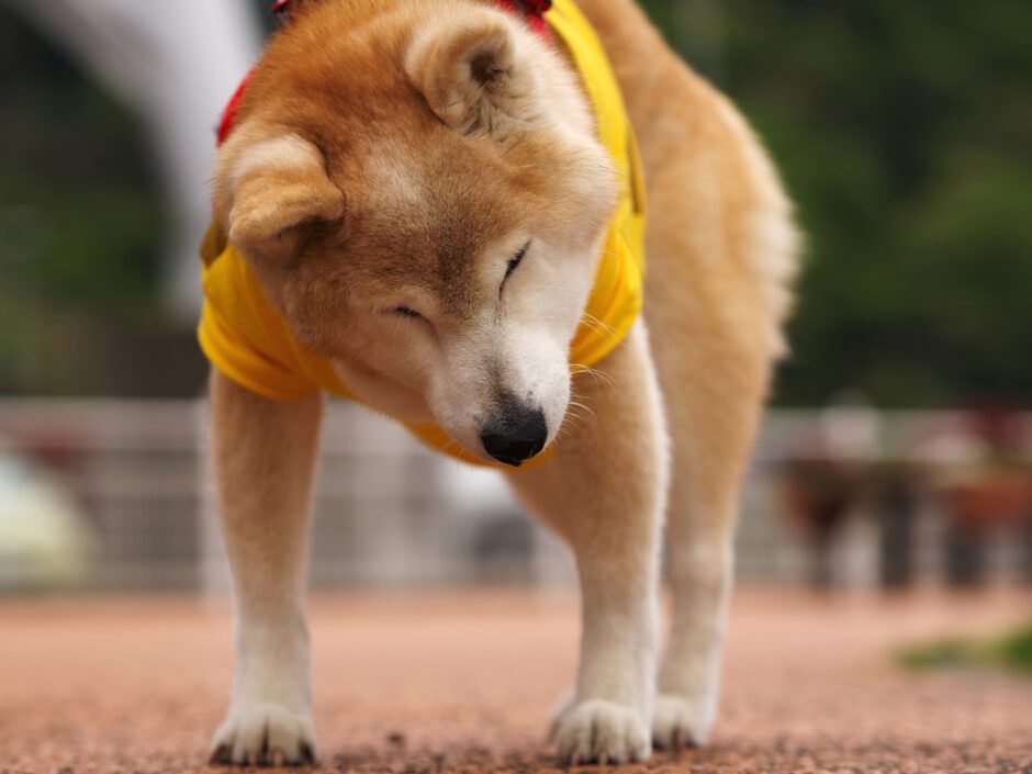 犬が重度の前庭疾患にかかった場合の対処法や重症化を防ぐポイントを解説！