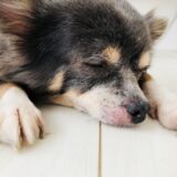 犬も花粉症になる？症状や対処法、自宅でできる対策を解説