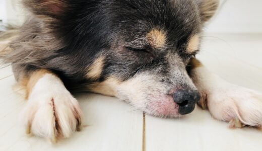犬も花粉症になる？症状や対処法、自宅でできる対策を解説