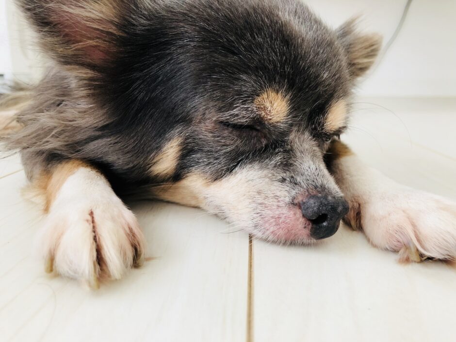 犬も花粉症になる？症状や対処法、自宅でできる対策を解説