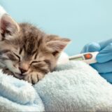 FIP治療とは？猫伝染性腹膜炎の治療の選択肢や飼い主が知っておきたいポイントを解説