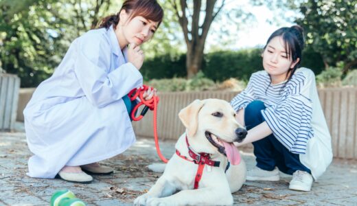 犬の慢性腎臓病のステージ｜症状や治療法、予防方法について詳しく解説