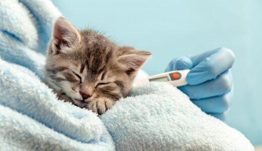 FIP治療とは？猫伝染性腹膜炎の治療の選択肢や飼い主が知っておきたいポイントを解説