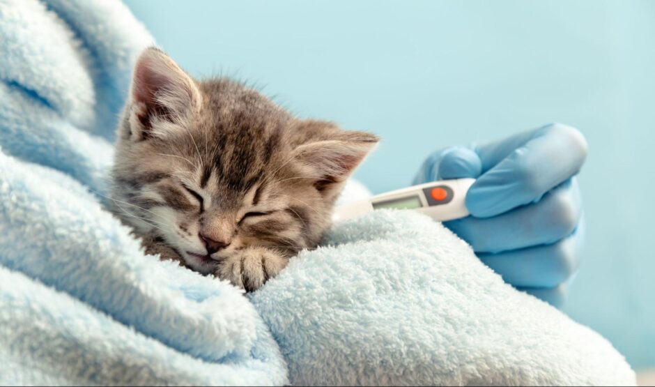 FIP治療とは？猫伝染性腹膜炎の治療の選択肢や飼い主が知っておきたいポイントを解説