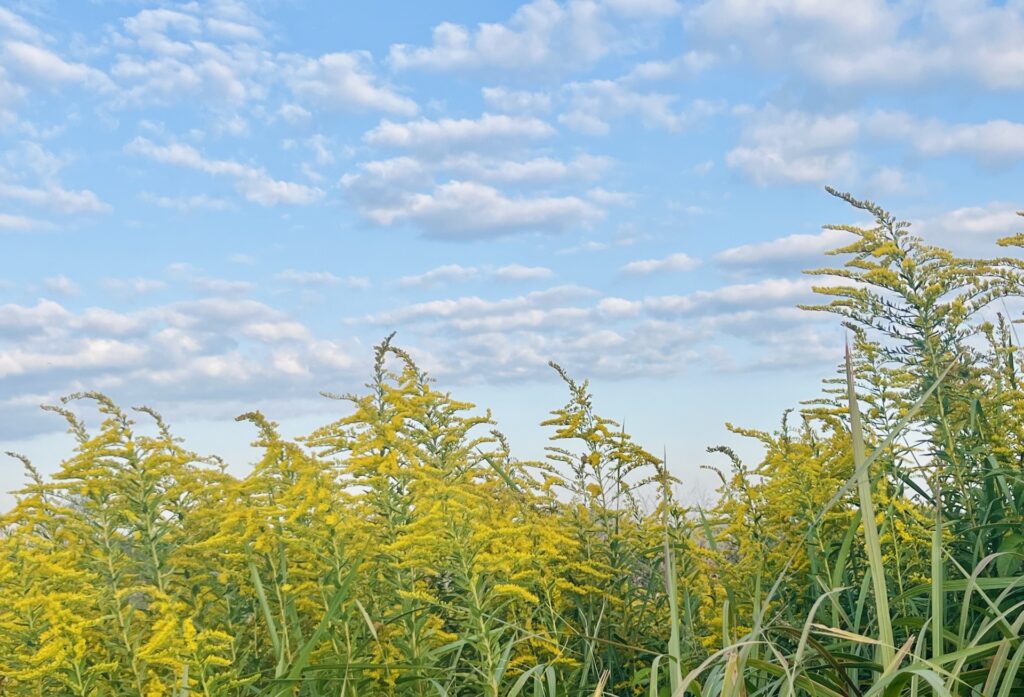 犬も花粉症になる？
