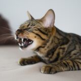 猫のくしゃみは花粉症が原因？チェックすべき症状や対処法を解説