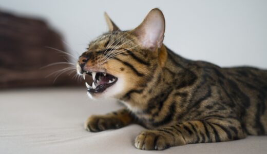 猫のくしゃみは花粉症が原因？チェックすべき症状や対処法を解説