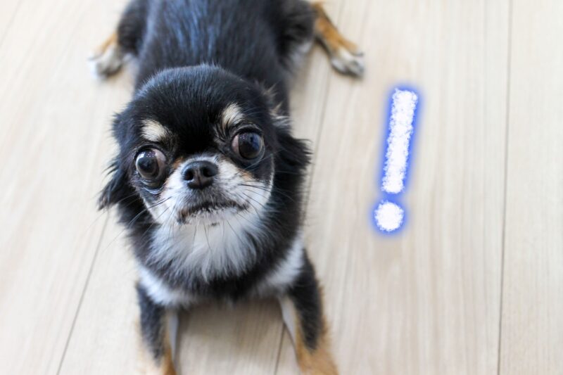 驚く犬