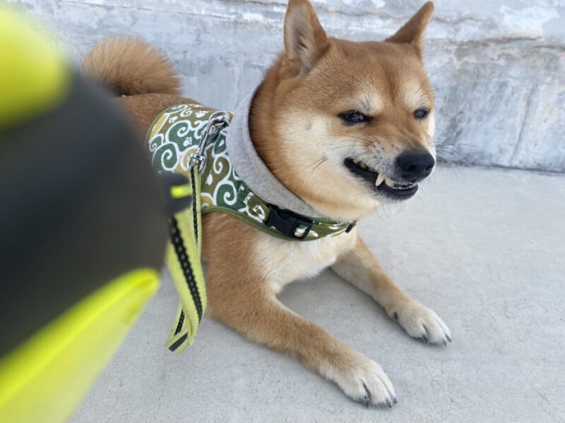 怒る犬