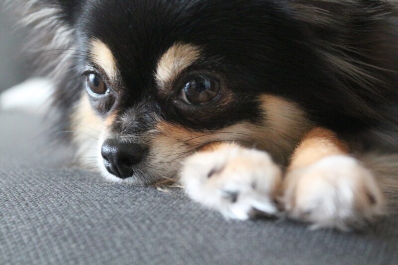 前を見る犬