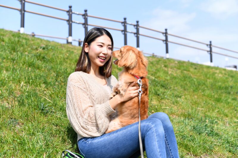 散歩中の犬