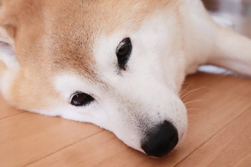 寝そべる柴犬