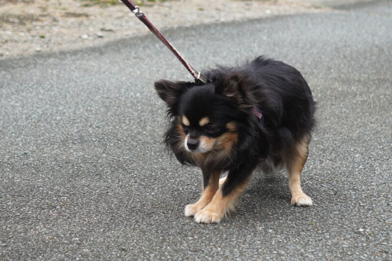 歩きたくない犬