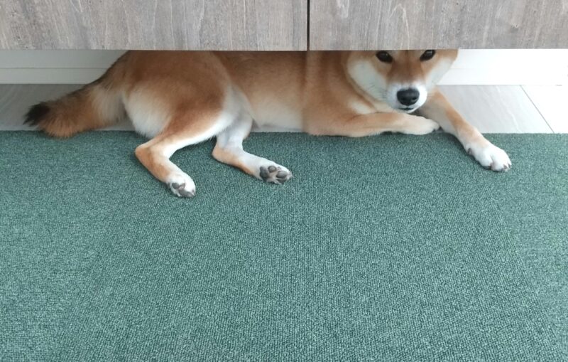 家具の隙間に入る犬