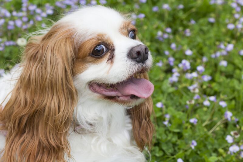 花畑と犬