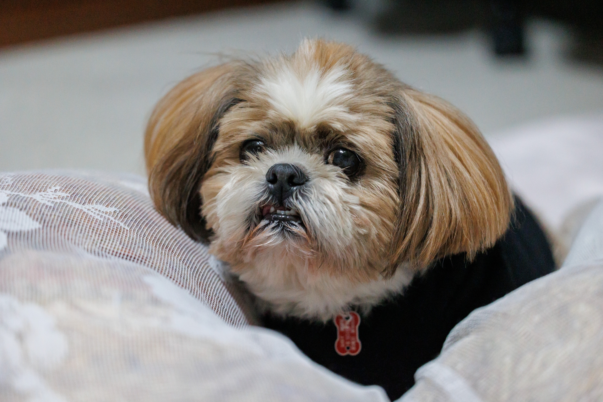 ”犬"
