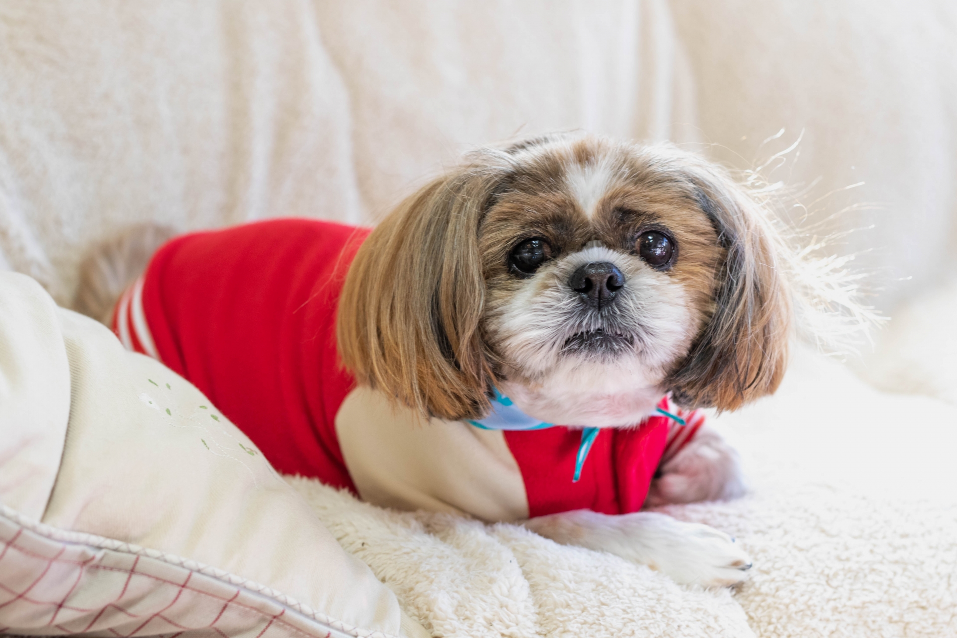 犬