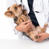 犬の子宮蓄膿症｜症状や原因、治療法、予防法をわかりやすく解説