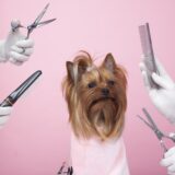 トリミングで皮膚チェックはできる？見つかりやすい異常や受診の目安を解説