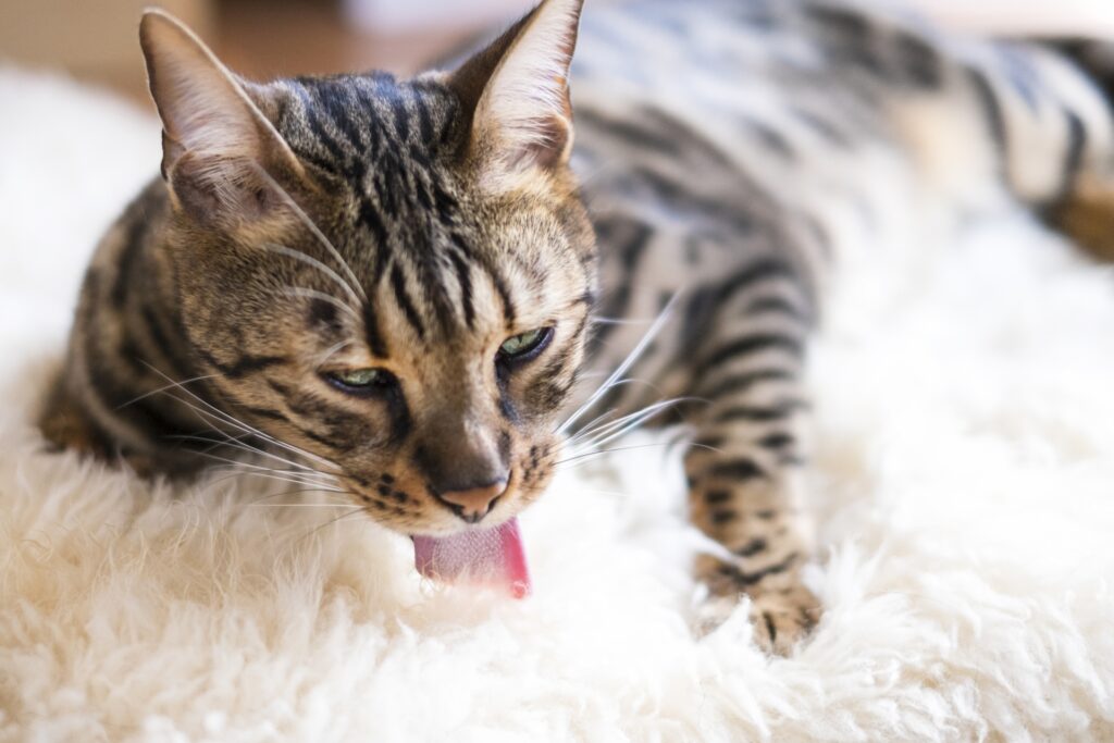 猫の呼吸困難の原因と症状