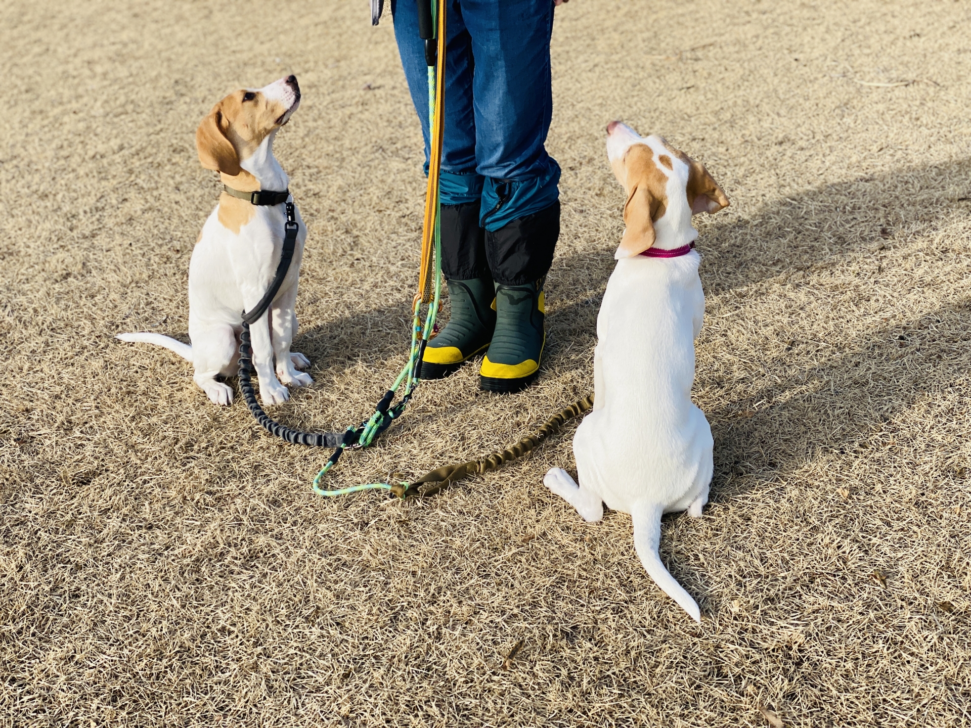 おすわりをする犬たち