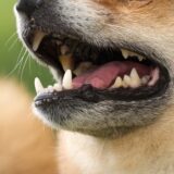 デンタルケアの重要性｜動物病院で受けられるケアや日常ケアを解説