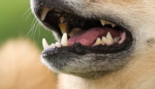 デンタルケアの重要性｜動物病院で受けられるケアや日常ケアを解説