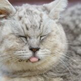 猫の呼吸困難の原因は？動物病院での処置と日常のケアを解説