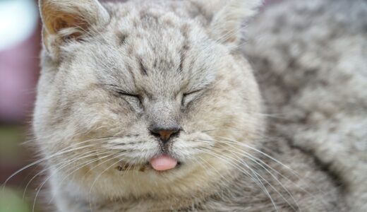 猫の呼吸困難の原因は？動物病院での処置と日常のケアを解説