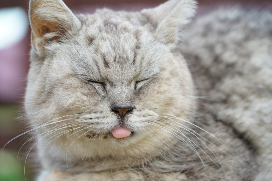 猫の呼吸困難の原因は？動物病院での処置と日常のケアを解説
