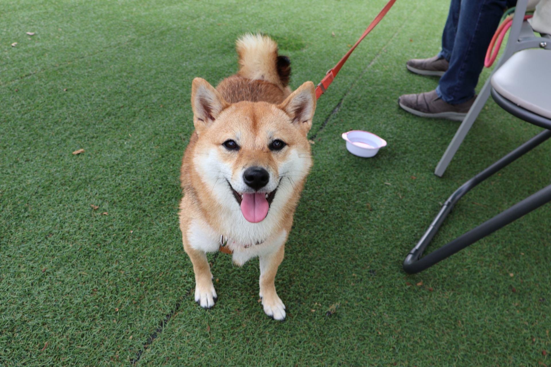 こちらを見る柴犬