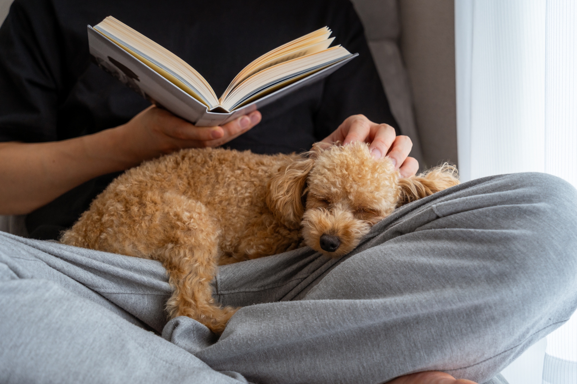 本を読む飼い主