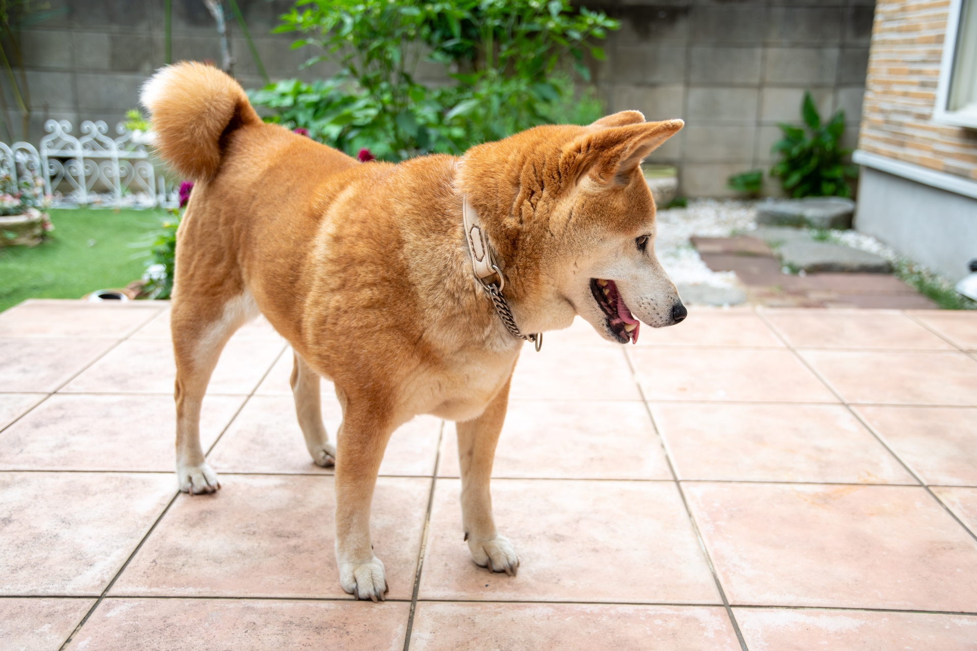 犬の皮膚病が疑われる際の受診目安
