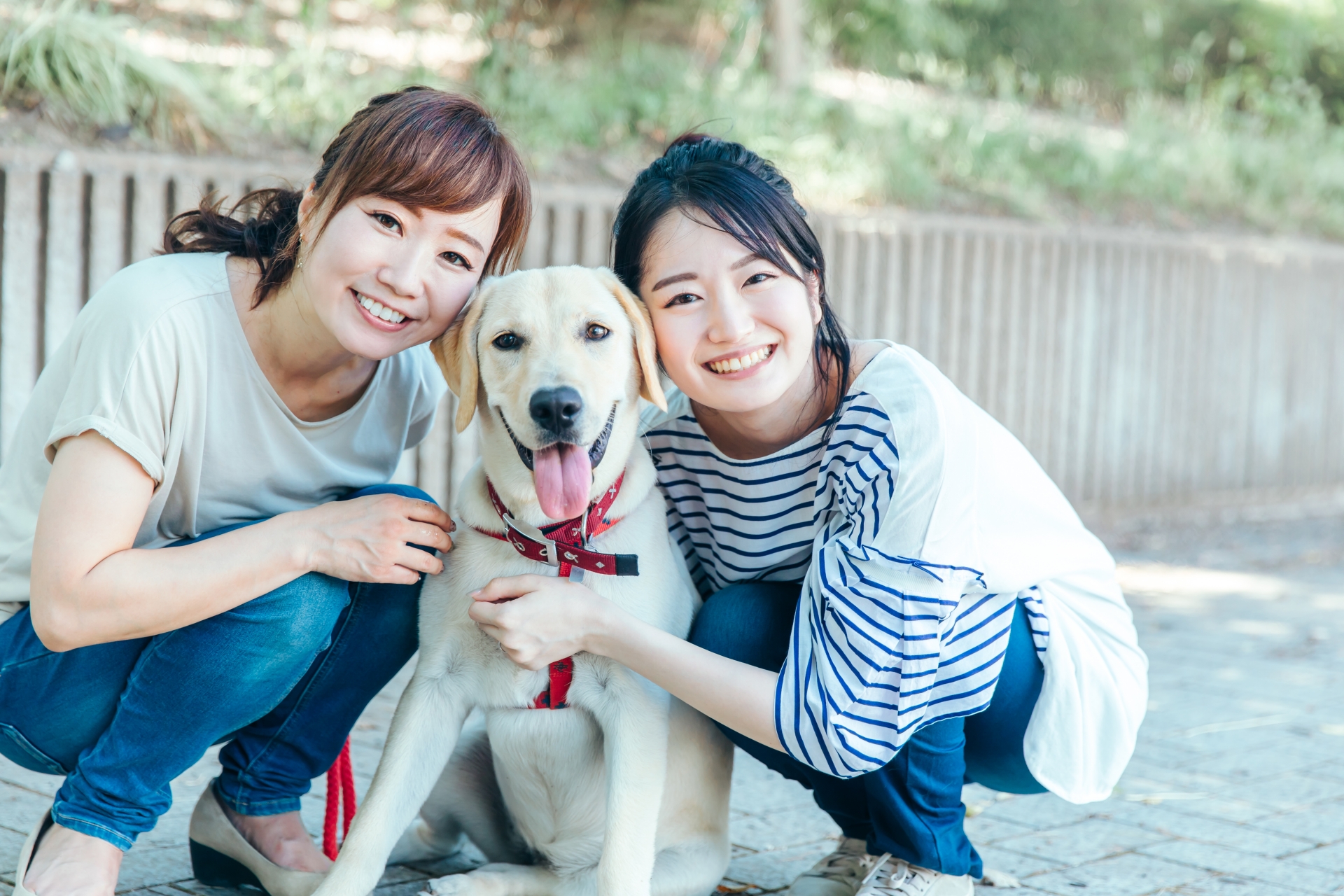 犬の皮膚病を未然に予防する方法