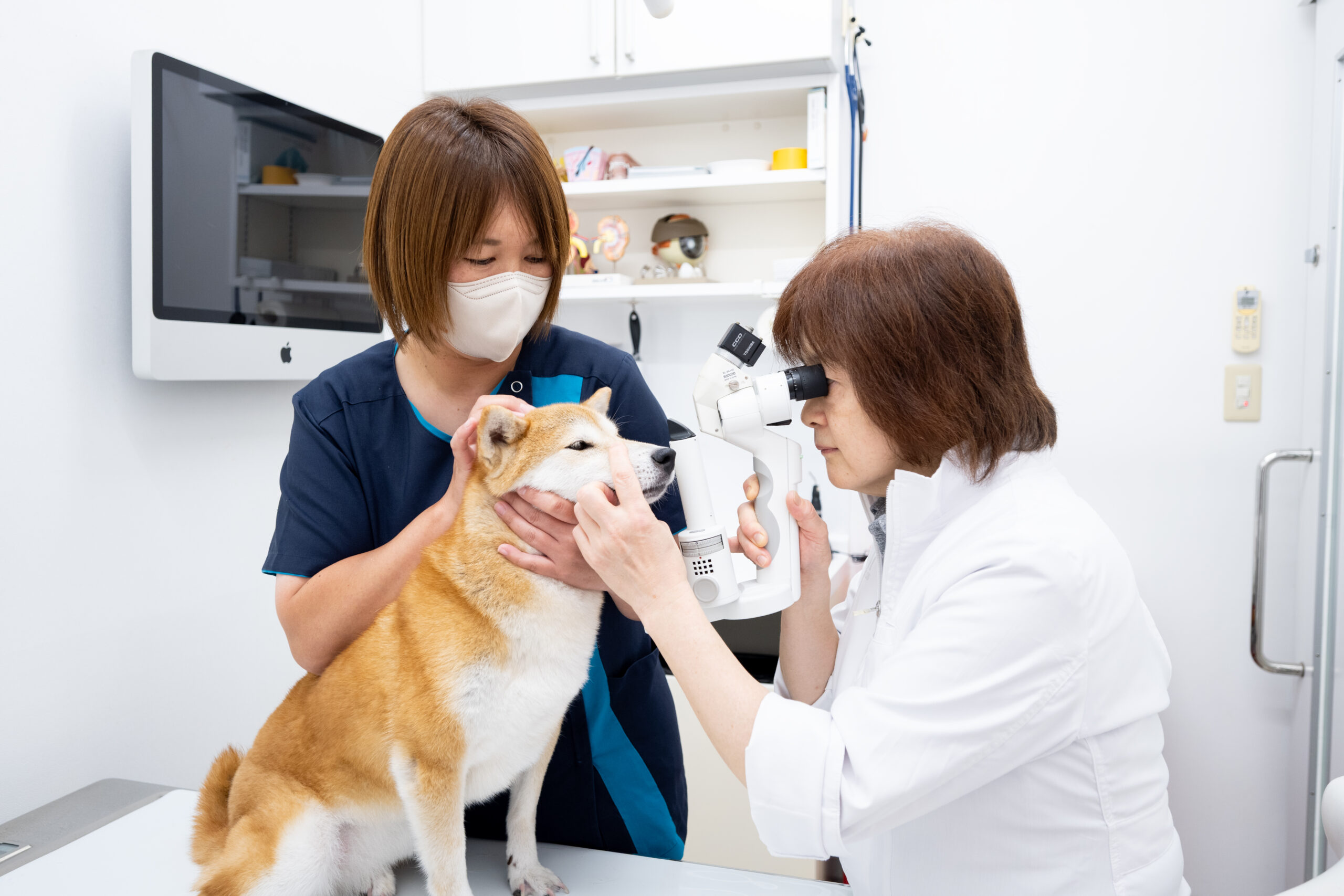 よしいけ動物病院photo