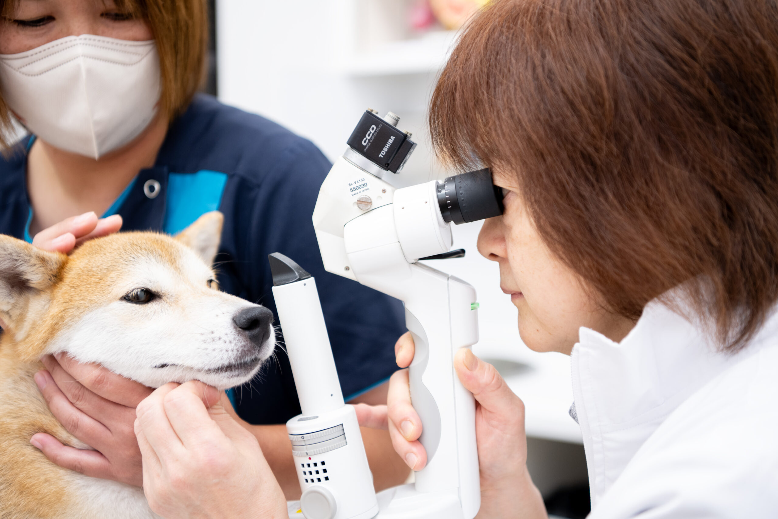 よしいけ動物病院photo