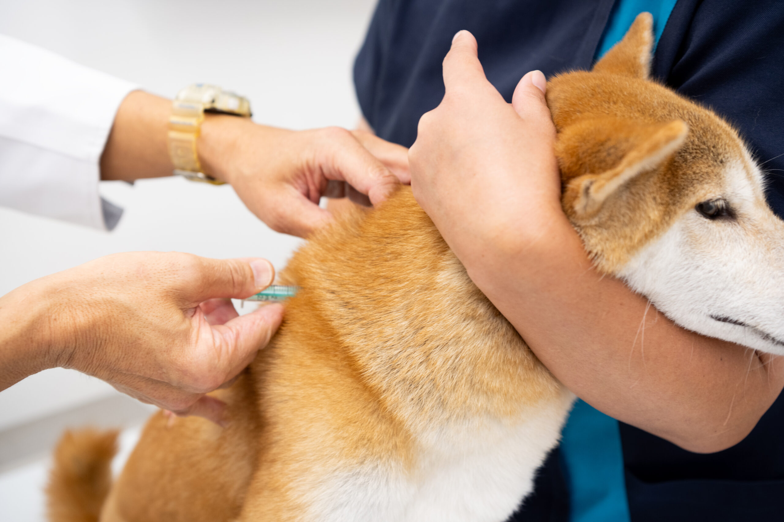 よしいけ動物病院photo