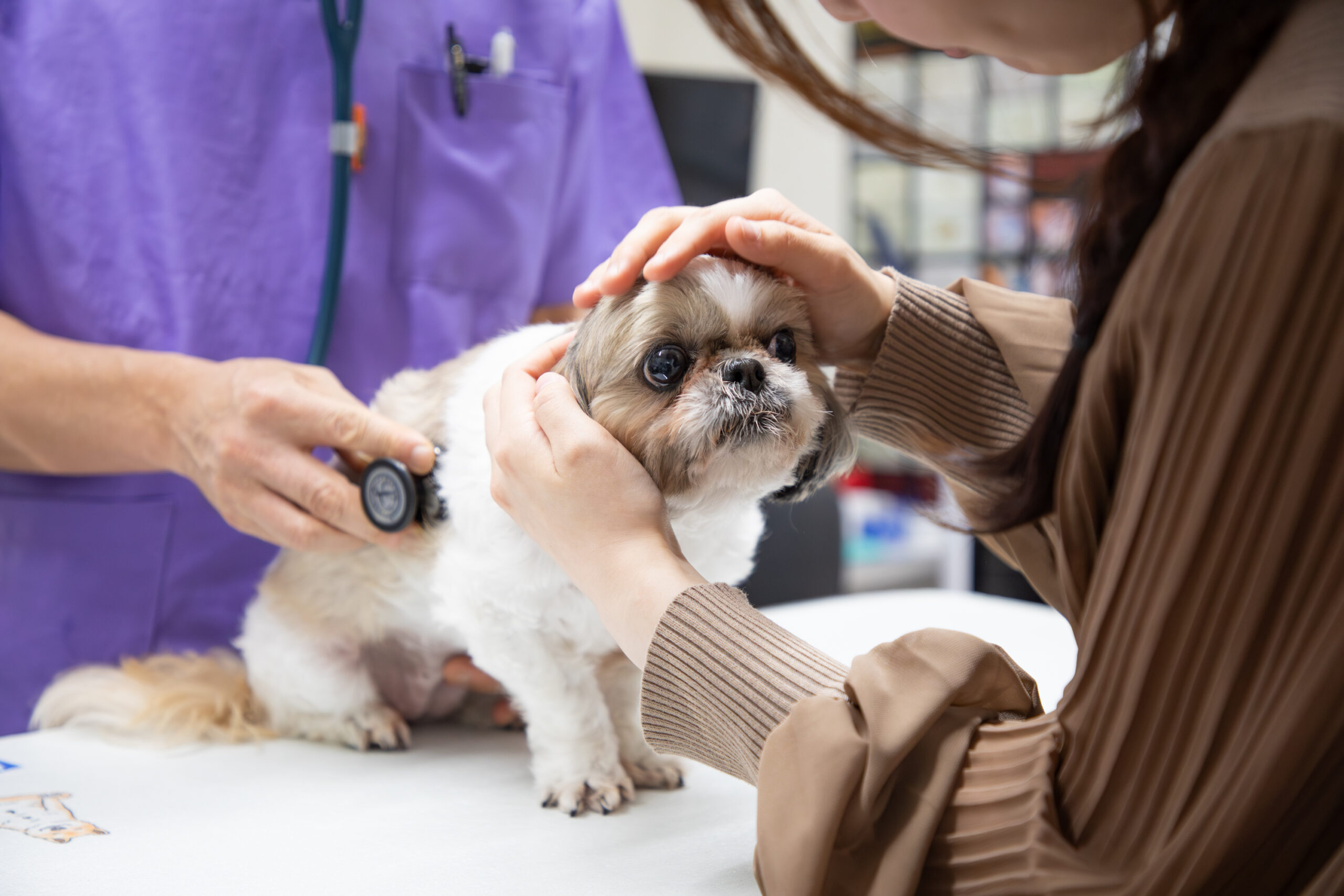 かけはた動物病院photo