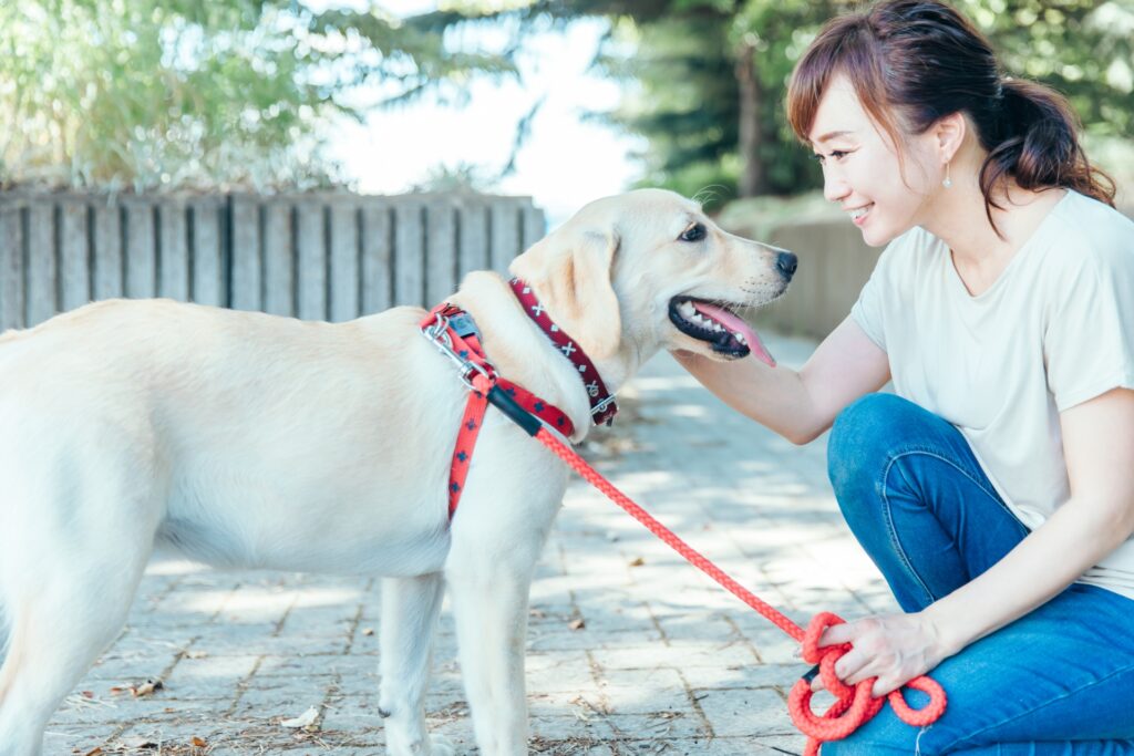 犬の攻撃性のトレーニングに向いているしつけ教室