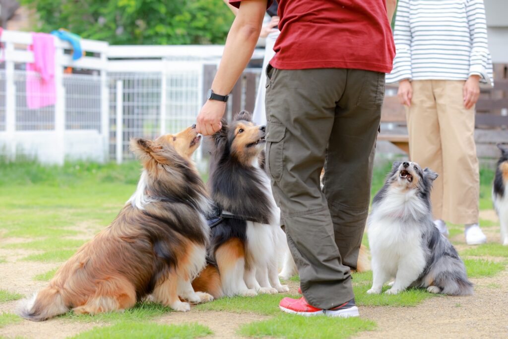 犬の攻撃性はしつけ教室で改善できる?